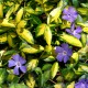 Vinca minor 'Elumination'