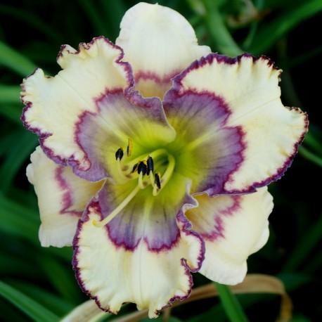 Hemerocallis 'Stenciled Infusion'