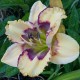 Hemerocallis 'Stenciled Infusion'