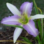 Hemerocallis 'Anna Rubinina'