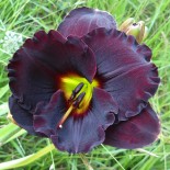 Hemerocallis 'Gothic Traveler'