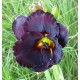 Hemerocallis 'Gothic Traveler'