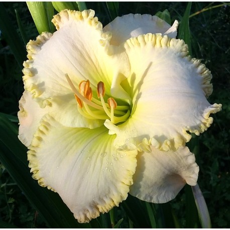 Hemerocallis 'Queen of Narnia'