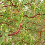 Salix erythroflexuosa