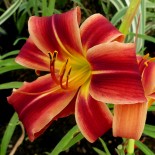 Hemerocallis 'Au Temps des Cerises'