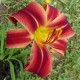 Hemerocallis 'Au Temps des Cerises'