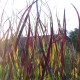 Panicum virgatum 'Farbende Auslese'