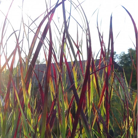 Panicum virgatum 'Farbende Auslese'