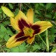 Hemerocallis 'Wideyed'