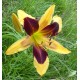 Hemerocallis 'Indian Sky'