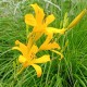 Hemerocallis 'Nutmeg Elf'