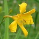 Hemerocallis 'Nutmeg Elf'