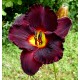 Hemerocallis 'Gothic Traveler'