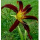 Hemerocallis 'Android'