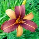 Hemerocallis 'Vin de Pêche'