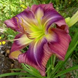 Hemerocallis 'Pretty Blue Phantom'