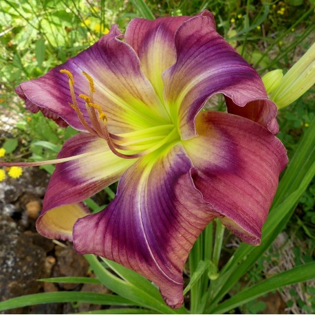 Hemerocallis 'Pretty Blue Phantom'