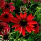 Echinacea purpurea 'Coup de Foudre'