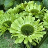 Echinacea purpurea 'Green Jewel'