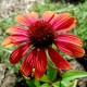 Echinacea purpurea 'Lokata Fire'