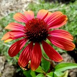 Echinacea purpurea 'Lakota Fire'