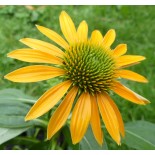 Echinacea purpurea 'Leilani'