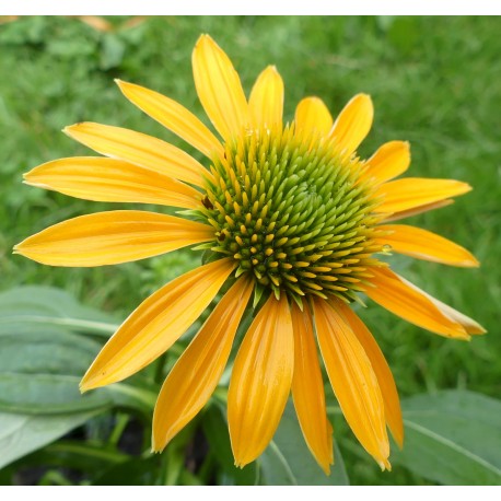 Echinacea purpurea 'Leilani'