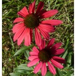 Echinacea purpurea 'Tennesseensis Glowing Dream'