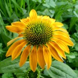 Echinacea purpurea 'Aztec Sun'