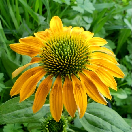 Echinacea purpurea 'Aztec Sun'