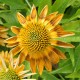 Echinacea purpurea 'Aztec Sun'