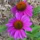 Echinacea purpurea 'Byzance'