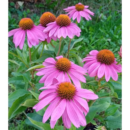 Echinacea purpurea 'Pow Wow'