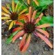Echinacea purpurea 'Maya Raja'