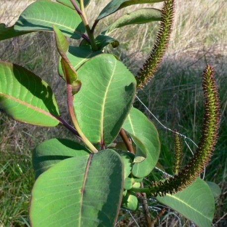 Salix magnifica