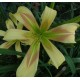 Hemerocallis 'Jeu de Piste'