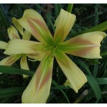 Hemerocallis 'Jeu de Piste'