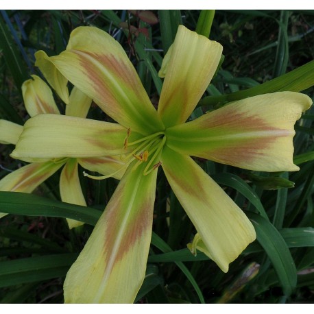 Hemerocallis 'Jeu de Piste'