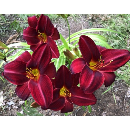 Hemerocallis 'Veloutée de Jard'Ain'