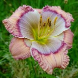 Hemerocallis 'Babushka'