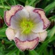 Hemerocallis 'Babushka'