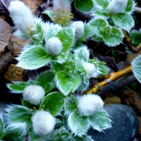 Salix makamurana Yezoa alpina