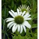 Echinacea purpurea 'Avalanche'