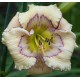 Hemerocallis 'Marseilles Watercolor'