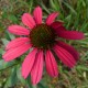 Echinacea purpurea 'Tennessee Glowing Dream'