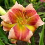 Hemerocallis 'Cat Dancer'