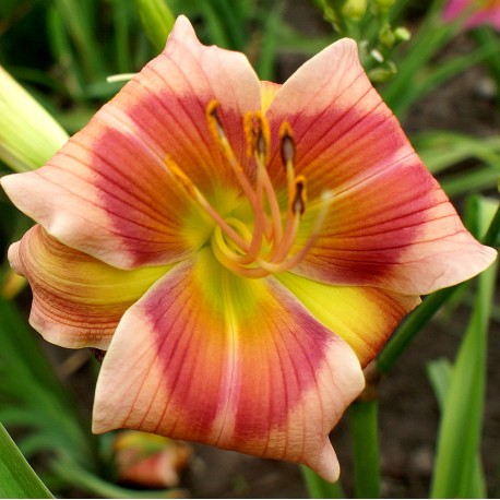 Hemerocallis 'Cat Dancer'