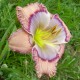 Hemerocallis 'Babushka'