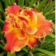 Hemerocallis 'Light the Torch'