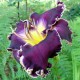 Hemerocallis 'Vision of the Night'